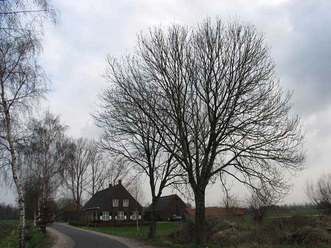 Lehtosaarni